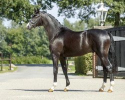 stallion Grappa Nero (Trakehner, 2015, from Imhotep)