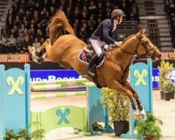 jumper Jericho (Belgian Warmblood, 2009, from Nabab de Rêve)