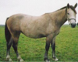 Zuchtstute Eikenhorst's Marjolein (New-Forest-Pony, 2001, von Ralph)