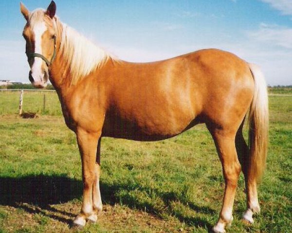 Zuchtstute Sulaatik's Golden Empres (New-Forest-Pony, 1997, von Duke's Forest Oberon)