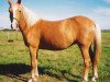 Zuchtstute Sulaatik's Golden Empres (New-Forest-Pony, 1997, von Duke's Forest Oberon)