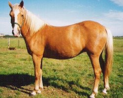 broodmare Sulaatik's Golden Empres (New Forest Pony, 1997, from Duke's Forest Oberon)