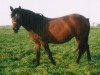 Zuchtstute Eikenhorst's Emmely (New-Forest-Pony, 2001, von Corso)