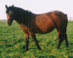 broodmare Eikenhorst's Emmely (New Forest Pony, 2001, from Corso)