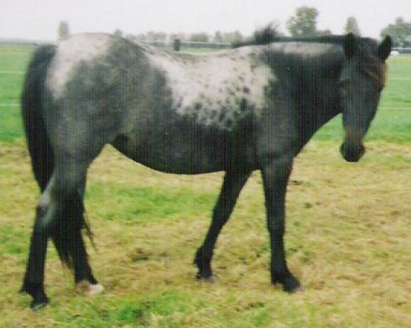 broodmare Applewitch Wizardora (New Forest Pony, 2002, from Burley Gold Blend)