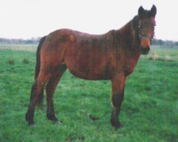 Zuchtstute Eikenhorst's Carina (New-Forest-Pony, 2002, von Wayland Cranberry)