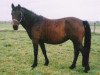 broodmare Sulaatik's No White Special (New Forest Pony, 1997, from Sulaatik's Benji)