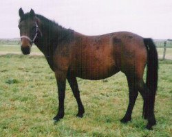 broodmare Sulaatik's No White Special (New Forest Pony, 1997, from Sulaatik's Benji)