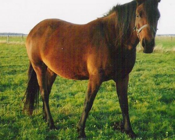 Zuchtstute Sulaatik's Sweet Memory (New-Forest-Pony, 1996, von Sweet William)