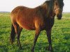 Zuchtstute Sulaatik's Sweet Memory (New-Forest-Pony, 1996, von Sweet William)