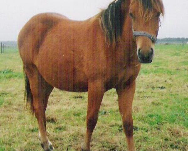 Zuchtstute Eikenhorst's Golden Lady (New-Forest-Pony, 2003, von Wayland Cranberry)