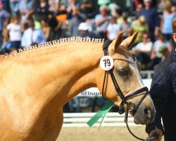 Dressurpferd Combardo S (Deutsches Reitpony, 2014, von Fs Calimero)