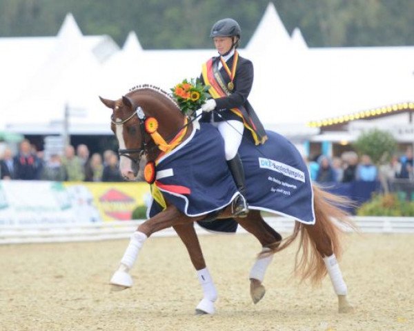dressage horse FS Numero Uno (German Riding Pony, 2009, from Noir de Luxe)