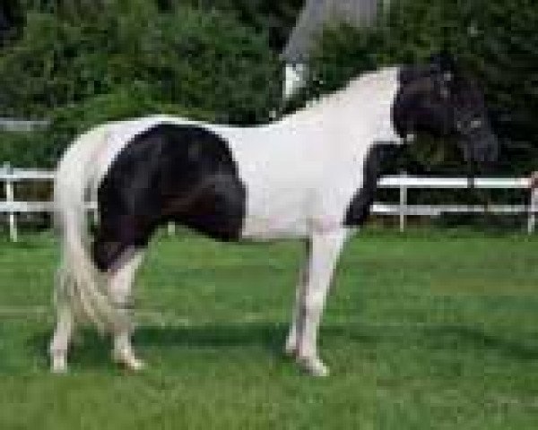 stallion Rondo (Westphalian, 1998, from Rafik ox)