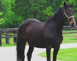 broodmare Jomara (KWPN (Royal Dutch Sporthorse), 1991, from Ekstein)