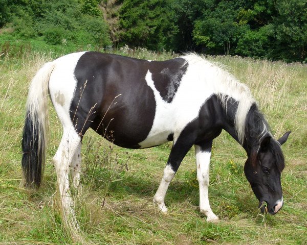 Zuchtstute Kara (Lewitzer, 2005, von Shamani)