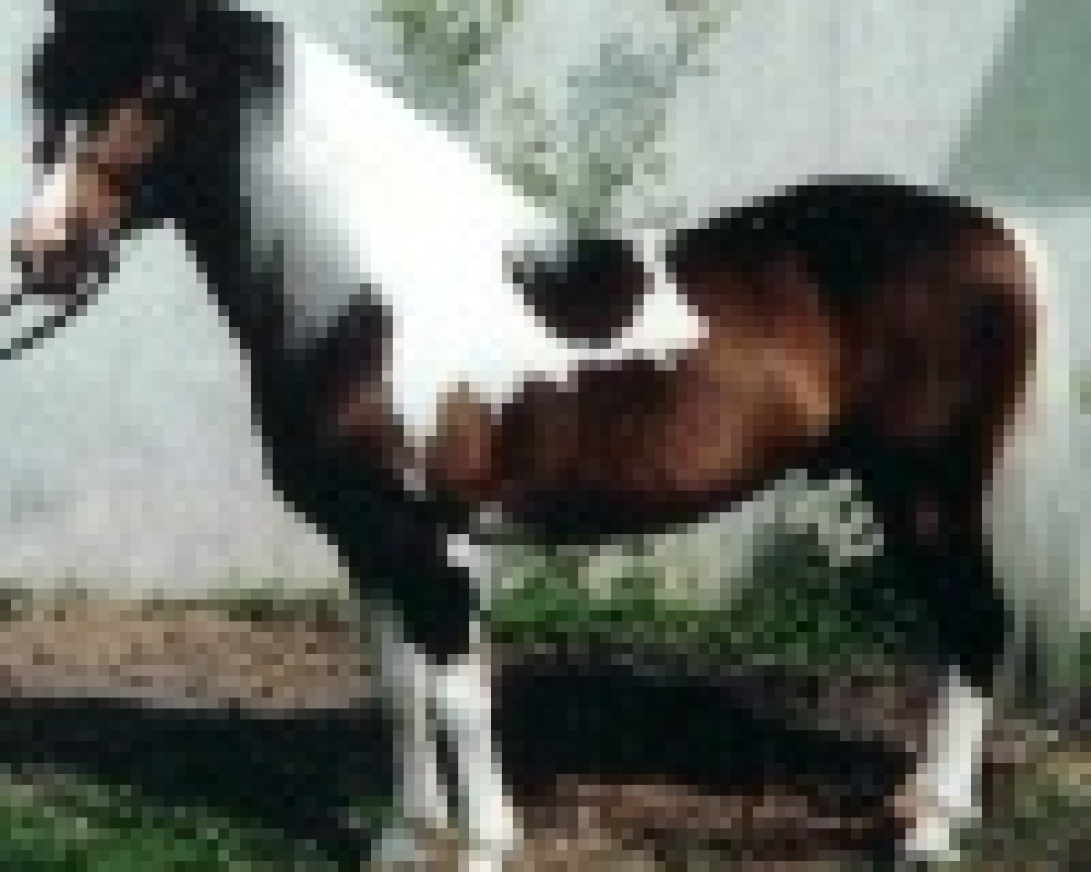 Deckhengst Jubilar (Lewitzer, 1980, von Joker)