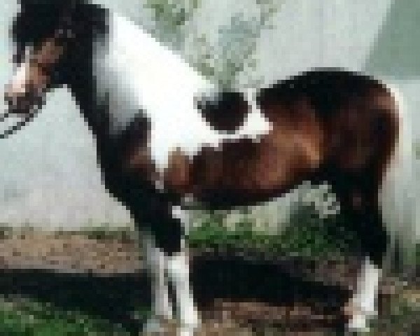 stallion Jubilar (Lewitzer, 1980, from Joker)