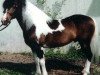 horse Jubilar (German Warmblood, 1980, from Joker)