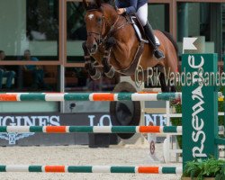 jumper Halbert V/h Paardeveld (Belgian Warmblood, 2007, from Sire Major de la Cour)