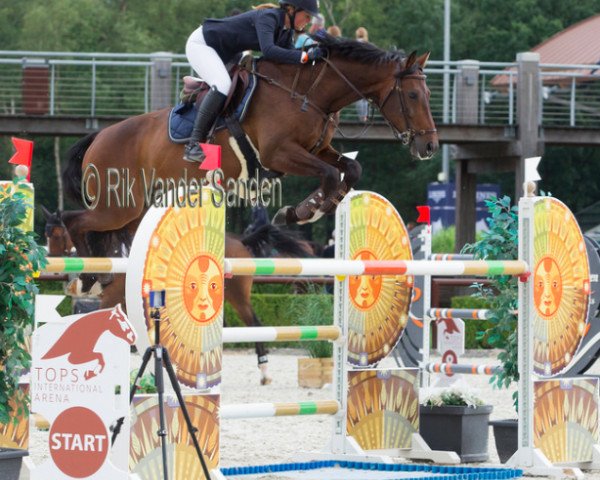 jumper Meteor H (German Sport Horse, 2007, from Monte Bellini)