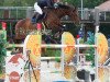 jumper Meteor H (German Sport Horse, 2007, from Monte Bellini)