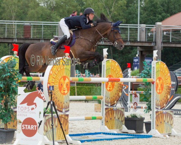 jumper Cupido (KWPN (Royal Dutch Sporthorse), 2007, from Numero Uno)