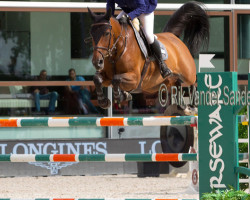 jumper Fani Puigroq (Spanish Sport Horse, 2007, from Indret del Masset)