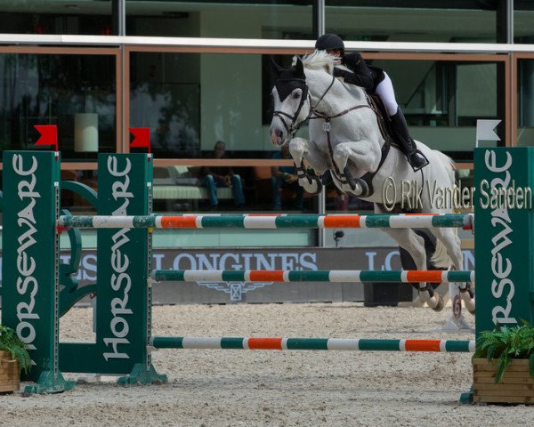 jumper Grupo Prom Corssini (Zangersheide riding horse, 2008, from Corrdino)