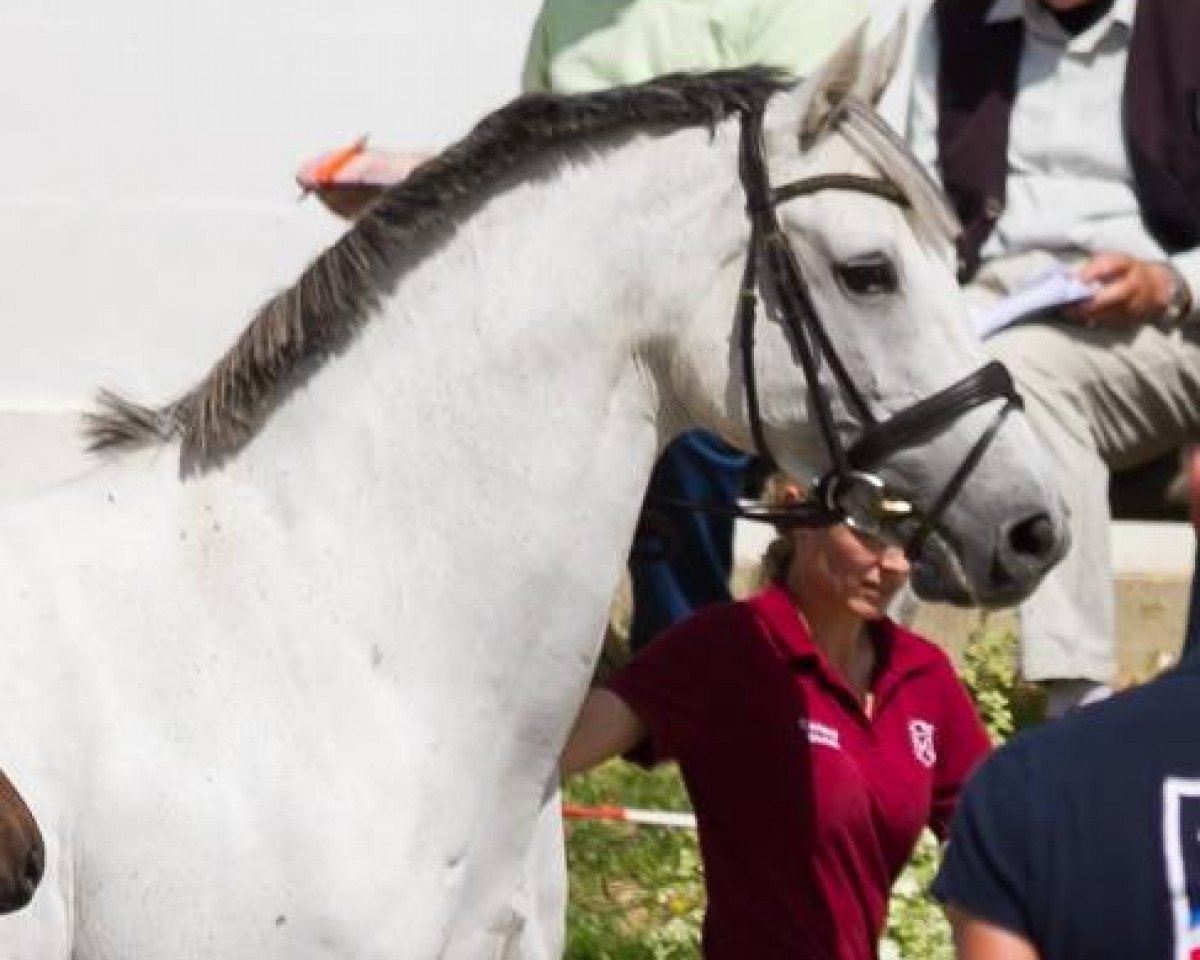 broodmare Vassini (Holsteiner, 2005, from Cassini II)