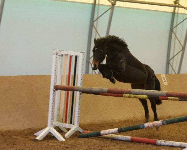 broodmare Galina (German Riding Pony, 2001, from Brooklands Moonwalker)