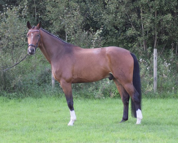 dressage horse Ferdinand 302 (Hanoverian, 2010, from Fürst Romancier)