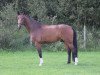 dressage horse Ferdinand 302 (Hanoverian, 2010, from Fürst Romancier)