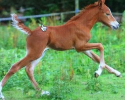 dressage horse Rennie (Hanoverian, 2017, from Londonderry)