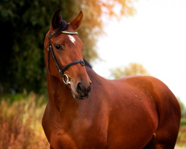 dressage horse C'est la vie 205 (German Warmblood, 2013, from unbek.)