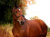 dressage horse C'est la vie 205 (German Warmblood, 2013, from unbek.)