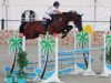 jumper Costa III (anglo european sporthorse, 2006, from Casanova Du Domaine Z)