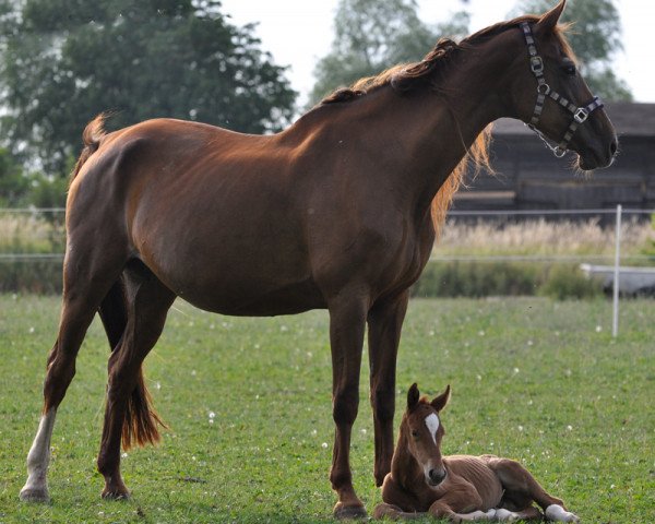 broodmare Jungfer-W (Mecklenburg, 1994, from Juventus)