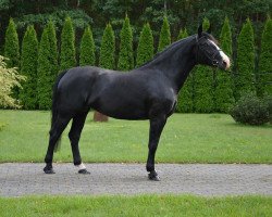 Zuchtstute Merlin (Schweres Warmblut, 2012)