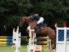 jumper Superlover (Oldenburg show jumper, 2010, from Stalypso)