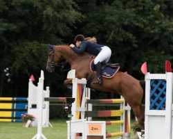 jumper Superlover (Oldenburg show jumper, 2010, from Stalypso)