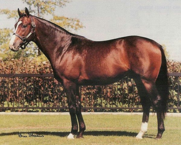 stallion Hansel xx (Thoroughbred, 1988, from Woodman xx)