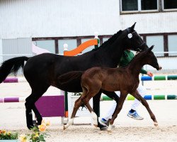 Springpferd Usario (Trakehner, 2017, von Hirtentanz 2)