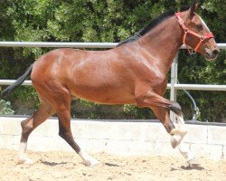 Pferd Rociero (Lusitano, 2011)