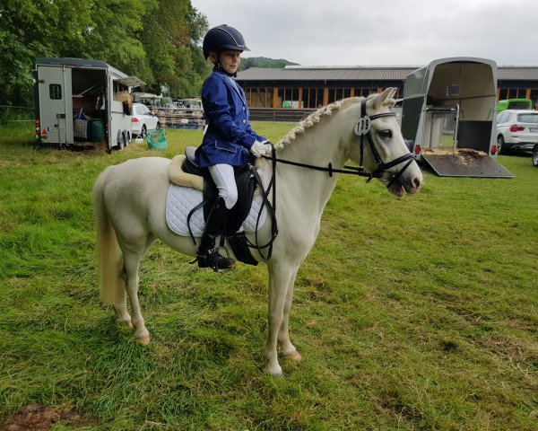 dressage horse Flipper (Shetland Pony, 2002)