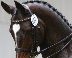 dressage horse Sheridans 2 (Westphalian, 2002, from Show Star)