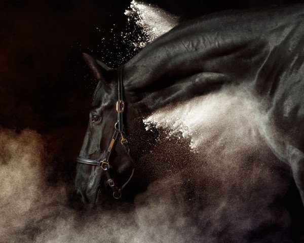 dressage horse Daylight (Bavarian, 2014, from Rubin Royal OLD)