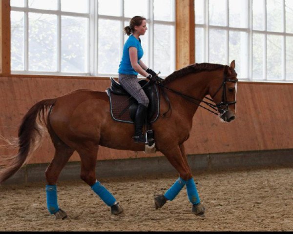 dressage horse Right on Time 4 (Bavarian, 2001, from Rosso di Sera)