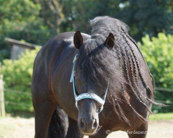 horse Brillante Delano (Pura Raza Espanola (PRE), 2005, from Galeon XXXI)