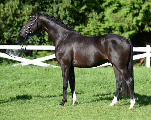 dressage horse Carling (Trakehner, 2015, from Windsor)